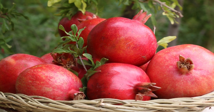 تحویل 1963فقره حواله الکترونیکی در سامانه پایش مواد کودی برای محصولات کشاورزی به کشاورزان شهرستان ساوه ، زرندیه و حومه در آذر 1404