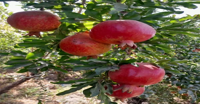 تحویل 1963فقره حواله الکترونیکی در سامانه پایش مواد کودی برای محصولات کشاورزی به کشاورزان شهرستان ساوه ، زرندیه و حومه در آذر 1404