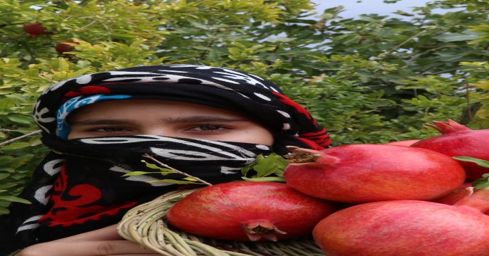 تامین و‌تحویل بیش از 10156 هزارتن انواع کود در هفت ماهه سال جاری – شهرستان ساوه و زرندیه . قطب باغات انار