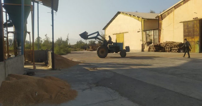 بوجاری بذر گندم