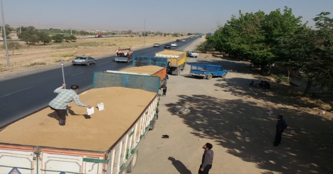 نمونه برداری بذر