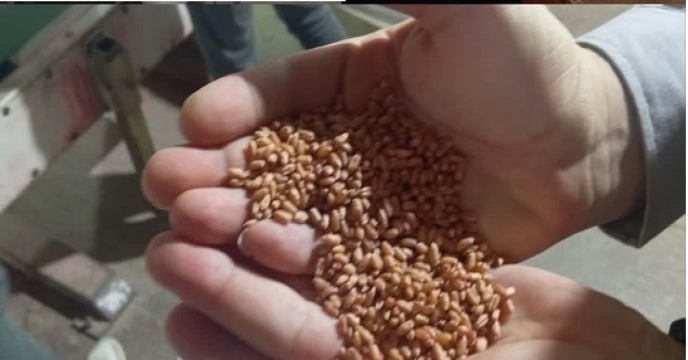 بوجاری بذر گندم2