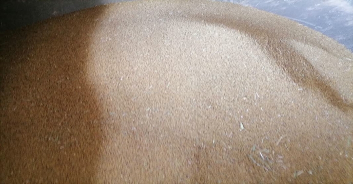 بوجاری بذر یونجه2