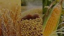  حواله الکترونیکی صادر شده در سامانه پایش مواد کودی برای محصولات کشاورزی زراعی و باغی برای کشاورزان شهرستان آق قلا  در تیر ماه  سال جاری 