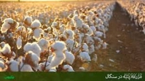 توزیع  مقدار تقریبی۳۵۱ تن انواع کود کشاورزی یارانه ای برای کشاورزان پنبه کار کار شهرستان آق قلا در چهار ماهه سال۱۴۰۴  
