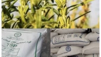 توزیع مقدار6 تن کود پر مصرف یارانه ای برای مزارع کنجد درشهریور ماه سال جاری