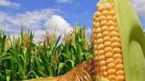 توزیع  مقدار2 تن کود کشاورزی یارانه ای اوره برای مصرف مزارع ذرت دانه ای در شهریور ماه سال۱۴۰۴