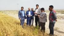 بازدید مدیر امور ماشین ها و ادوات کشاورزی شرکت از مزارع تکثیر بذر استان خراسان جنوبی