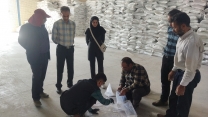 نمونه برداری از کود سولفات پتاسیم گرانوله در انبار شرکت خدمات حمایتی کشاورزی خراسان جنوبی