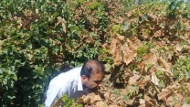 بازدید کارشناس شرکت خدمات حمایتی کشاورزی استان سمنان از باغات انگور شهرستان شاهرود