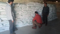 نمونه برداری از 200 تن کودسولفات پتاسیم گرانوله در انبار مرکزی شرکت خدمات حمایتی کشاورزی استان کرمان