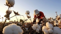 تقویت تولید پنبه استان کرمان با توزیع کودهای یارانه‌ای در ارزوئیه