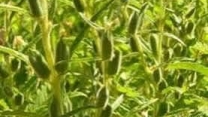 توزیع  مقدار تقریبی ۱ تن  انواع کود کشاورزی یارانه ای برای کشاورزان کنجد کار کار شهرستان بندرگز در خرداد ماه سال۱۴۰۴