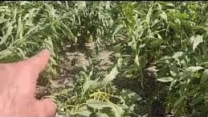 توزیع  مقدار تقریبی ۶تن انواع کود کشاورزی یارانه ای برای کشاورزان کنجد کار کار شهرستان گنبد در خرداد ماه سال۱۴۰۴