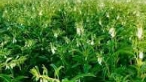 توزیع  مقدار تقریبی ۱۶ تن انواع کود کشاورزی یارانه ای برای کشاورزان کنجد کار کار شهرستان رامیان در خرداد ماه سال۱۴۰۴