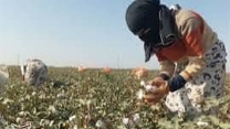 توزیع  مقدار تقریبی ۳ تن انواع کود کشاورزی یارانه ای برای کشاورزان پنبه کار کار شهرستان بندرگز در خرداد ماه سال۱۴۰۴