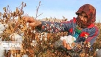 توزیع  مقدار تقریبی ۷۴ تن انواع کود کشاورزی یارانه ای برای کشاورزان پنبه کار کار شهرستان علی آباد کتول در خرداد ماه سال۱۴۰۴
