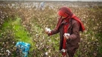 توزیع  مقدار تقریبی۱۱۰ تن انواع کود کشاورزی یارانه ای برای کشاورزان پنبه کار کار شهرستان آق قلا در خرداد ماه سال۱۴۰۴