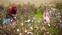 توزیع  مقدار تقریبی ۹۶ تن انواع کود کشاورزی یارانه ای برای کشاورزان پنبه کار کار شهرستان آزادشهر در خرداد ماه سال۱۴۰۴