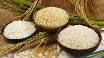صدور بیش از 2300 فقره حواله الکترونیکی برای محصول شلتوک در  شهرستان قزوین 
