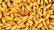 توزیع بیش از 166 تن کود برای مزارع جو در گیلان طی سه ماهه ی اول سال جاری