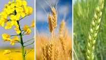 توزیع بیش از 380 تن انواع کودهای یارانه ای برای محصولات کشت پاییزه در استان قم