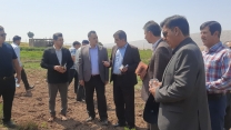 بازدید میدانی مدیر خدمات حمایتی کشاورزی از مزارع زنجیره‌ای ایلام؛ گامی در مسیر توسعه کشاورزی