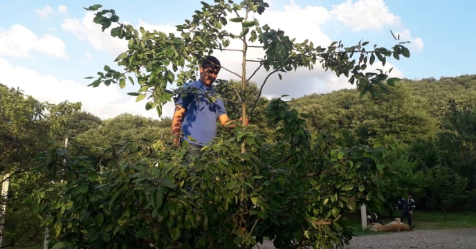 پیش بینی افزایش تولیدات زراعی در مازندران با تامین به موقع کودهای کشاورزی