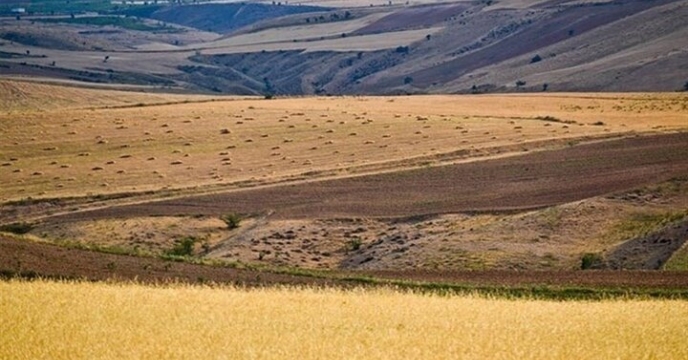 در اجرای طرح جهش تولید در دیم زارها، کود سولفات پتاسیم پودری توزیع می گردد