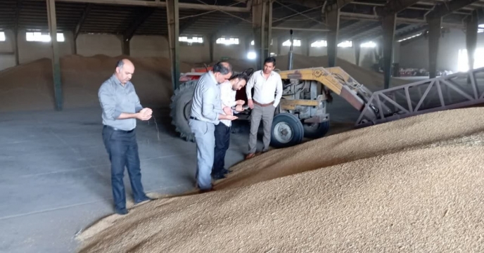 خرید بیش از3247 تن انواع بذر گندم در انبار شرکت خدمات حمایتی کشاورزی استان گلستان
