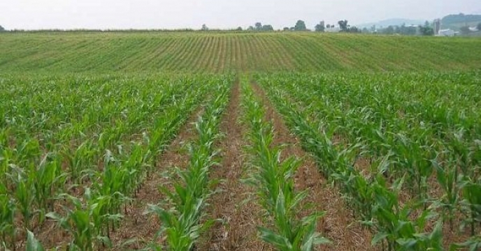 با ابلاغ تفاهم نامه همکاری ، تولیدکنندگان داخلی کود نقش پررنگ تری در تامین نیازهای کشاورزی ایفا می کنند