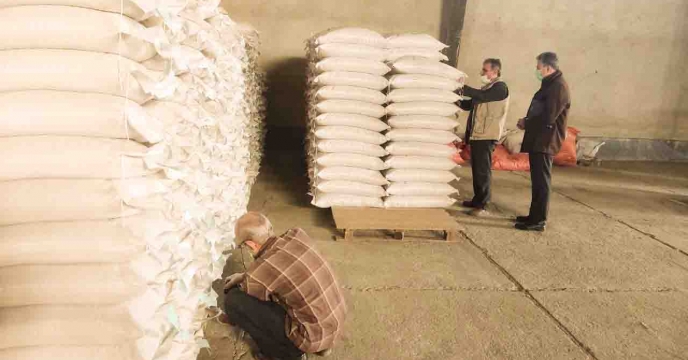 تایید و نصب لیبل پارت های بذر و پروسس شده خزر گواهی شده در شرکت خدمات حمایتی کشاورزی استان گیلان