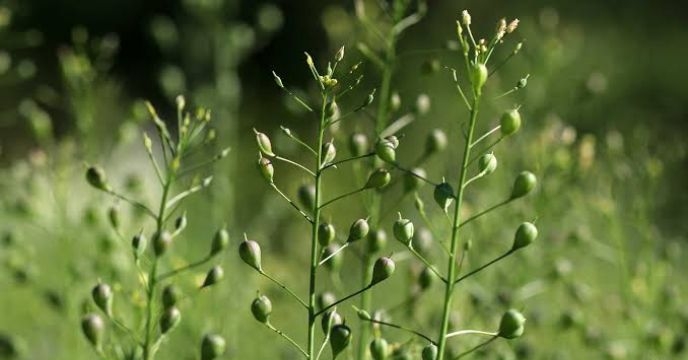 بیش از۳۲۸ تن کود کشاورزی یارانه ای برای مزارع کاملینا مصرف شده است