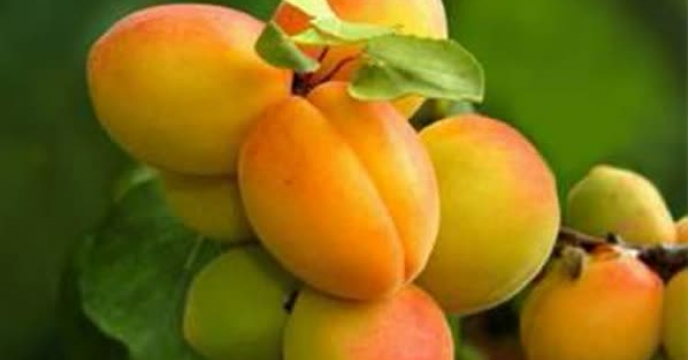تسهیل در روند توزیع نهاده‌های کشاورزی؛ گام شرکت خدمات حمایتی برای ارتقای باغداری در گلستان