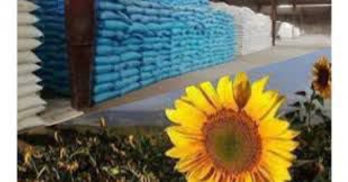 توزیع کودهای یارانه ای برای مزارع آفتابگردان استان گلستان درسطح مصوب الگوی کشت انقباضی۳۷۷۶ هکتار