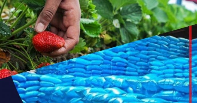 حمایت از باغداران توت فرنگی استان گلستان با تخصیص کود های ازته و پتاسه