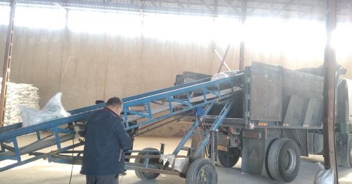 تامین و توزیع 150 تن کود کشاورزی فسفات در شهرستان ایجرود بر اساس برش کودی کشت بهاره 