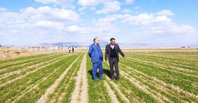 سرپرست شرکت خدمات حمایتی کشاورزی خراسان جنوبی از مزارع تکثیر بذری شهرستان خوسف بازدید کرد