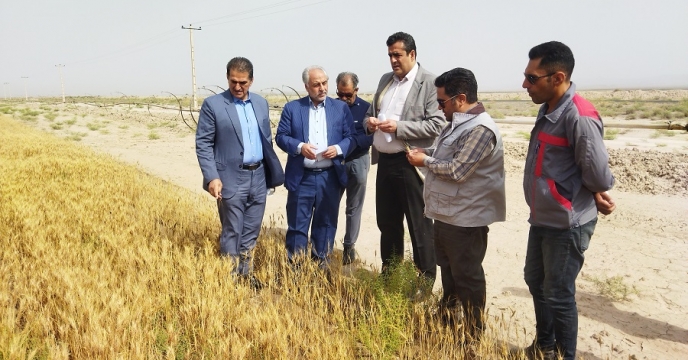 بازدید مدیر امور ماشین ها و ادوات کشاورزی شرکت از مزارع تکثیر بذر استان خراسان جنوبی