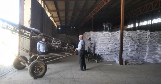 تخصیص 3 هزار و 946 تن کود کشاورزی اوره به کارگزاران شهرستان زنجان بر اساس برش کودی بهاره 