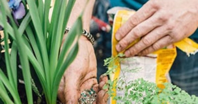 توزیع بیس از ۲۹۲ تن کود برای مزارع سبزیجات استان گلستان
