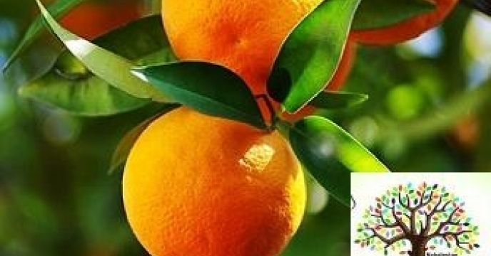 روند توزیع کود برای باغات پرتغال گلستان ؛ از حمایت کارگزاران تا دسترسی کشاورزان به نهاده ها
