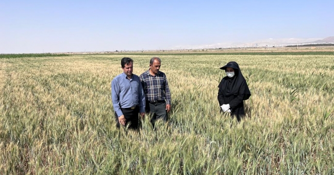 بازدید نهایی از مزارع بذری شهرستان سمنان 