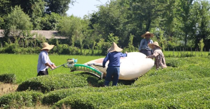 دومین برداشت برگ سبز چای در مرحله تابستانه در  استان گیلان