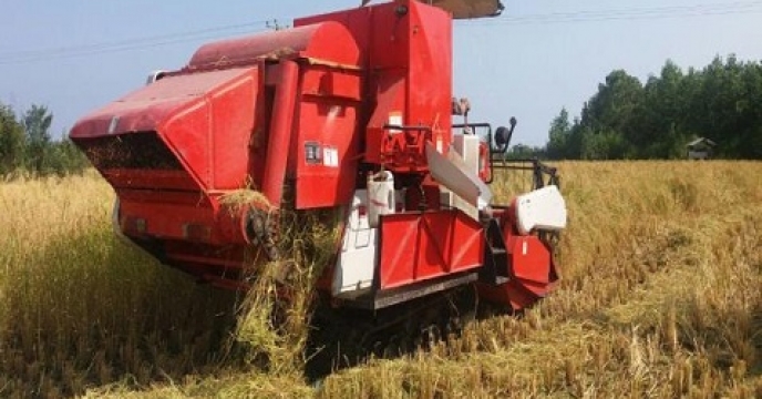 برداشت برنج در 2200 هکتار از شالیزارهای تنکابن استان  مازندران