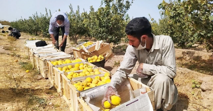 افزایش بهره‌وری باغات به در شهربابک با تامین به‌موقع کودهای یارانه‌ای