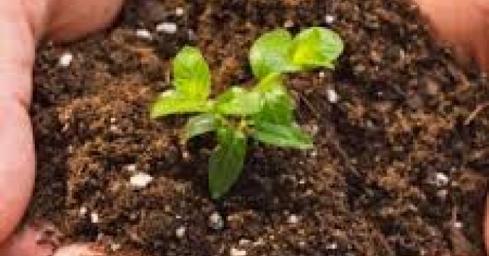 توزیع مقدار5 تن کود کشاورزی یارانه ای برای مزارع  گوجه فرنگی شهرستان ‌ علی آباد کتول در پنج ماه سال جاری