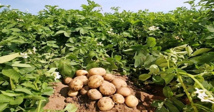 تامین کود برای 30هکتار مزارع سیب زمینی در گلوگاه