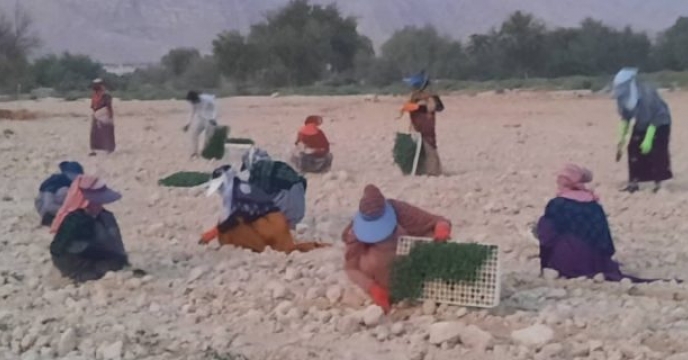 تأمین و توزیع ۵۰ تن کود ازت برای محصول گوجه‌فرنگی در شهرستان پارسیان استان هرمزگان