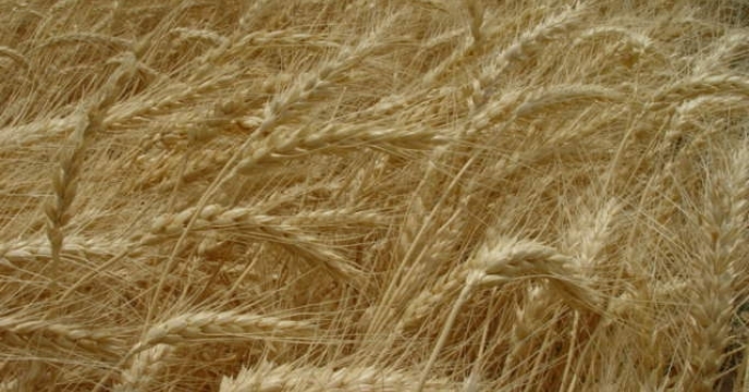 برداشت مزارع بذری گندم در استان سمنان